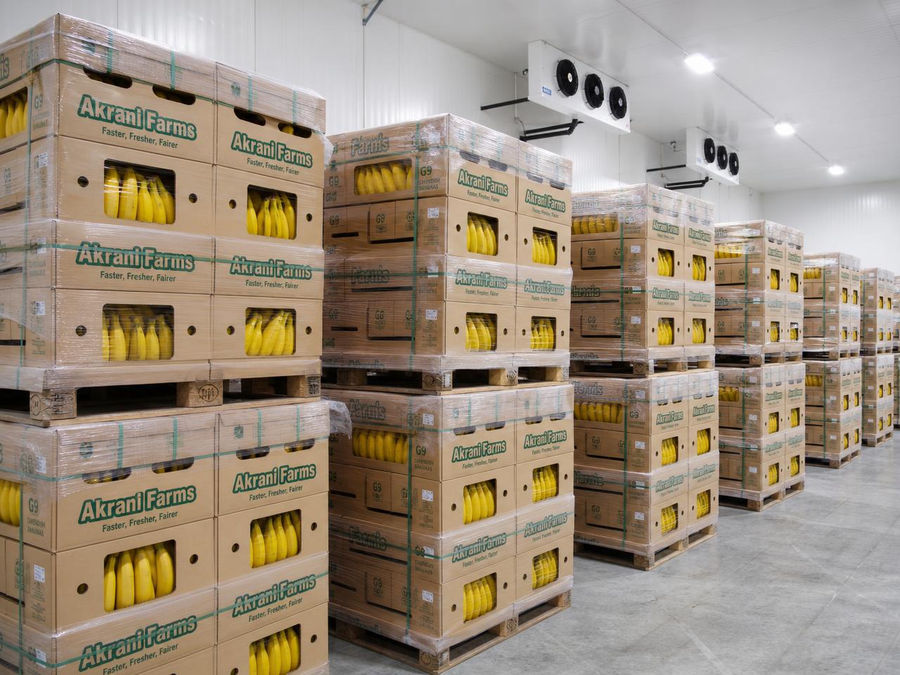 Palletised Akrani Farms banana cartons stacked inside a cold storage chamber